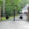 German Sheperd Heads On Custom Gate. 